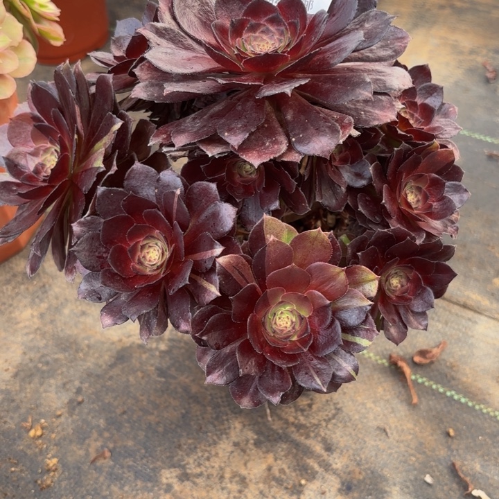 瑞妈，，，，。，238黑美人，