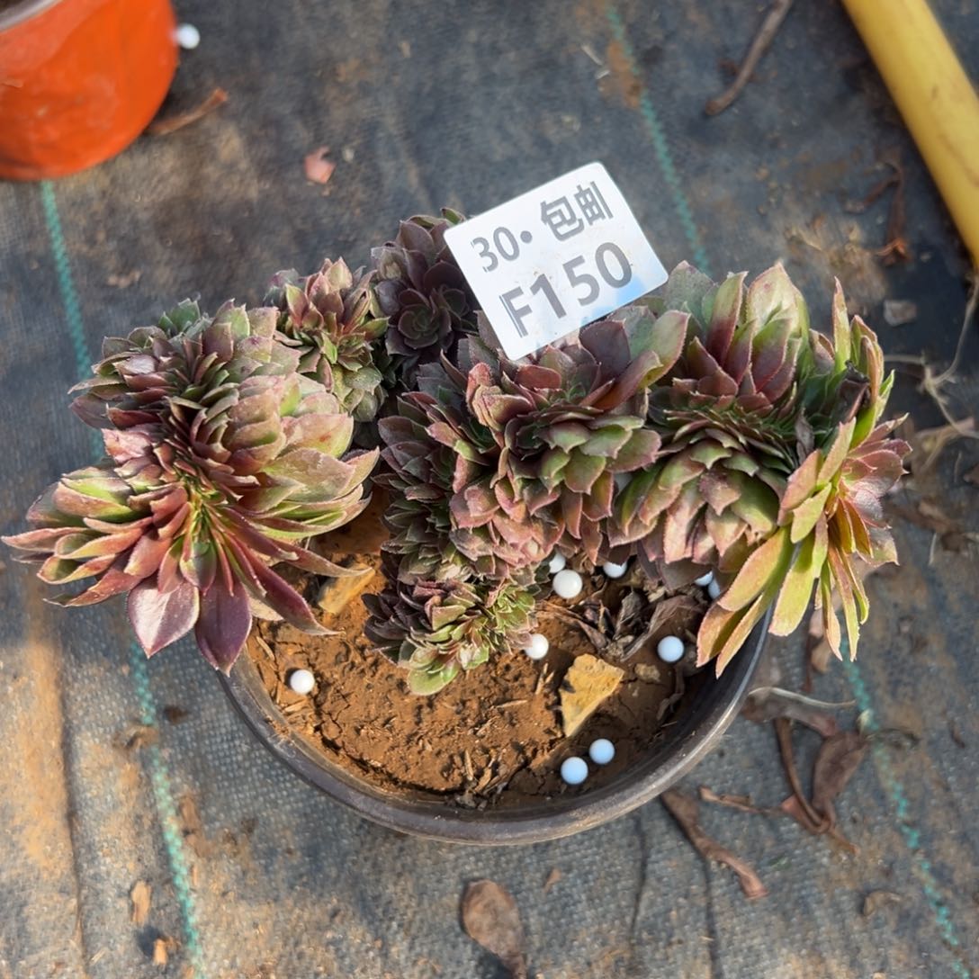 150万缀多肉法师