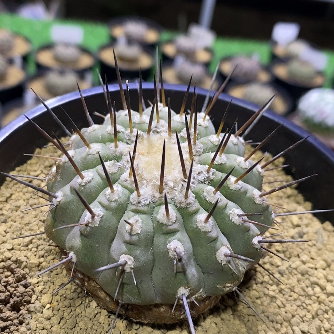 仙人球自根单刺黑王