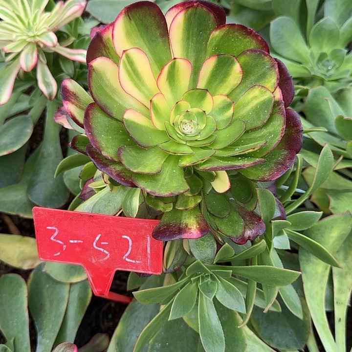 记*3-521万七彩多肉法师