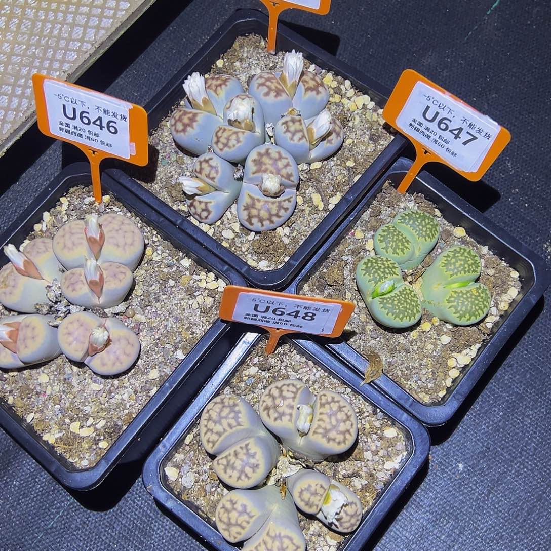 H***黄646.647.648.645，生石花