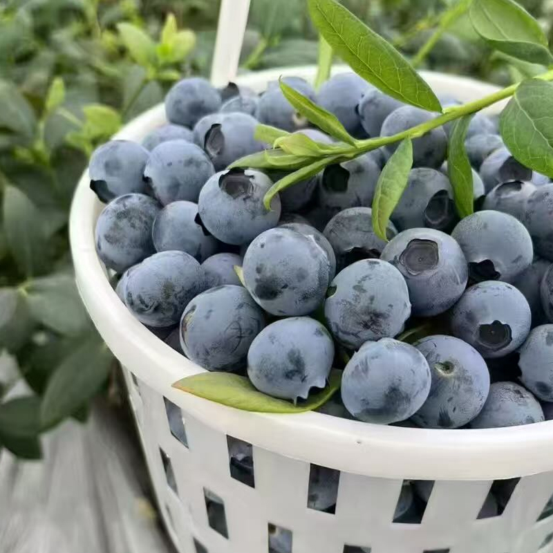 【邮政航空冷链】头茬露天蓝莓新鲜现摘冷链发货8盒ww
