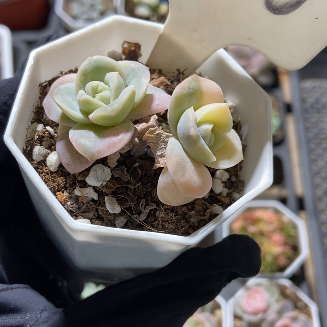 1020可爱玫瑰锦多肉