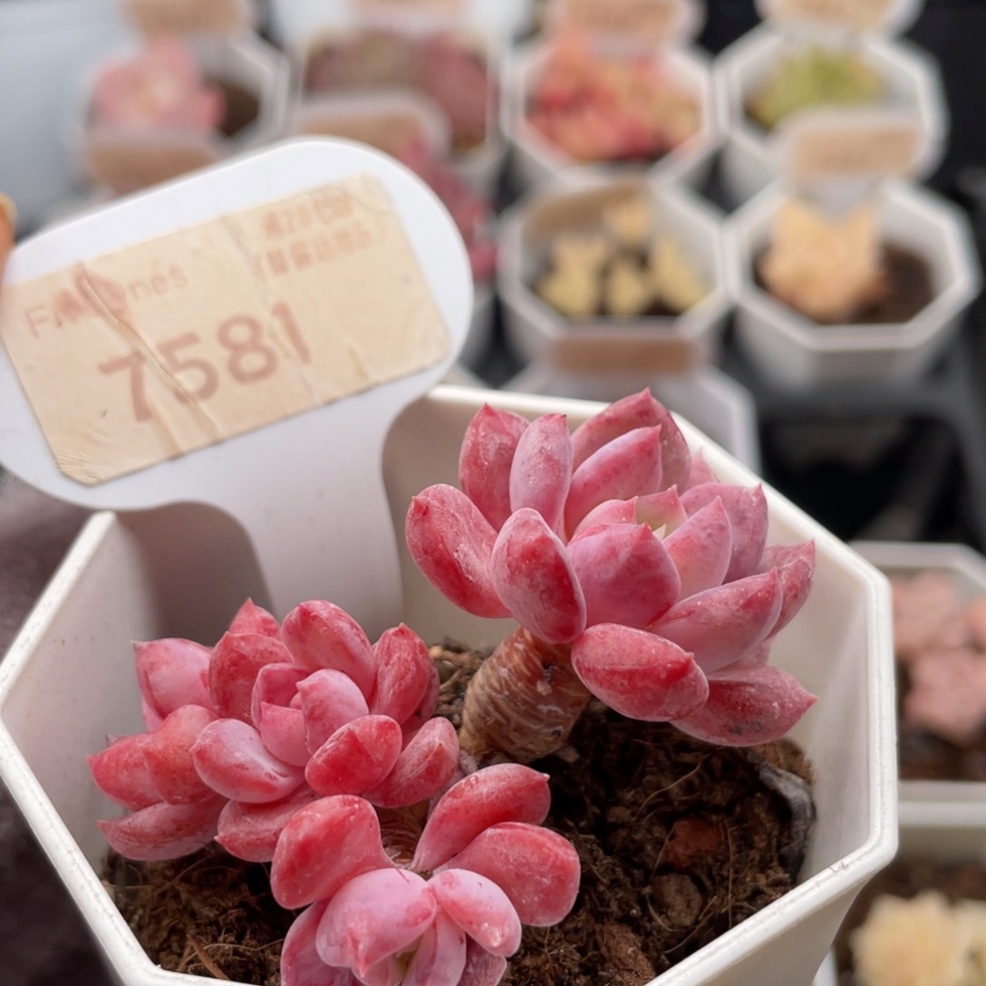 水晶琥珀7581-6.0厘米