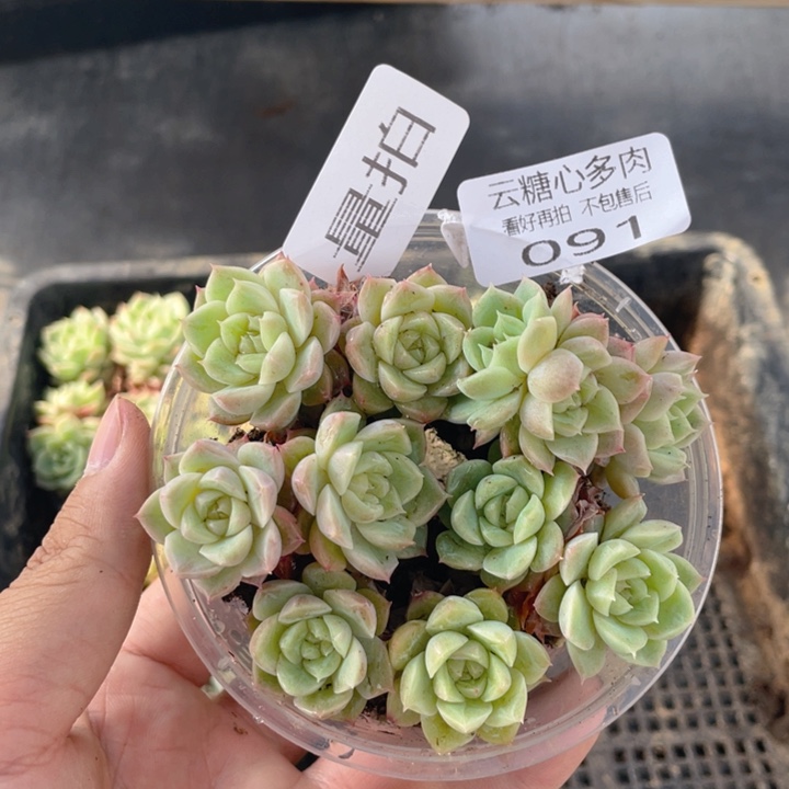 云糖心多肉植物91