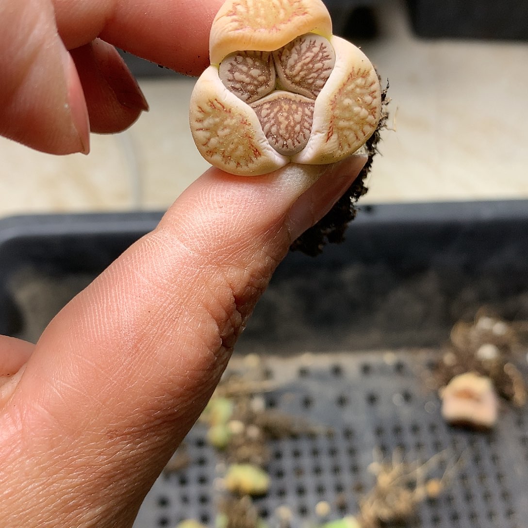 E95多肉植物保护