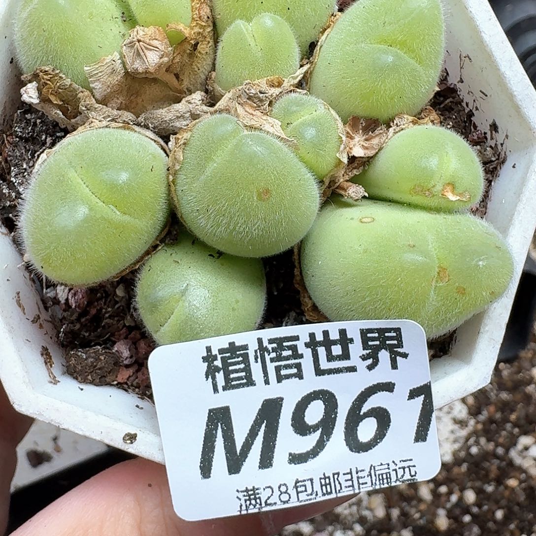 多肉植物的润泽额分