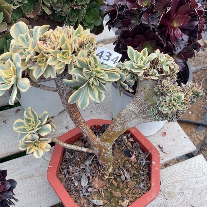 多肉植物等野生动植物和各种动植物