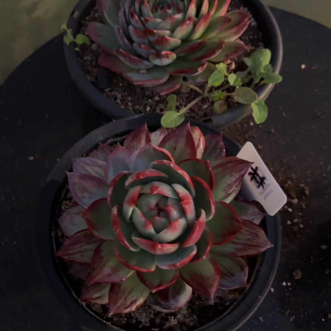 云***꧔哈哈哈宝贝好吧宝贝宝贝宝贝宝贝