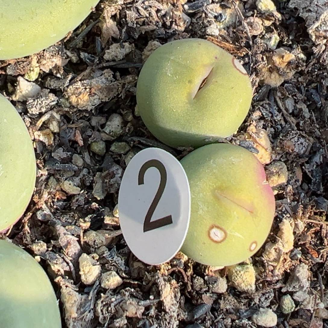 多2植物1111111111111111