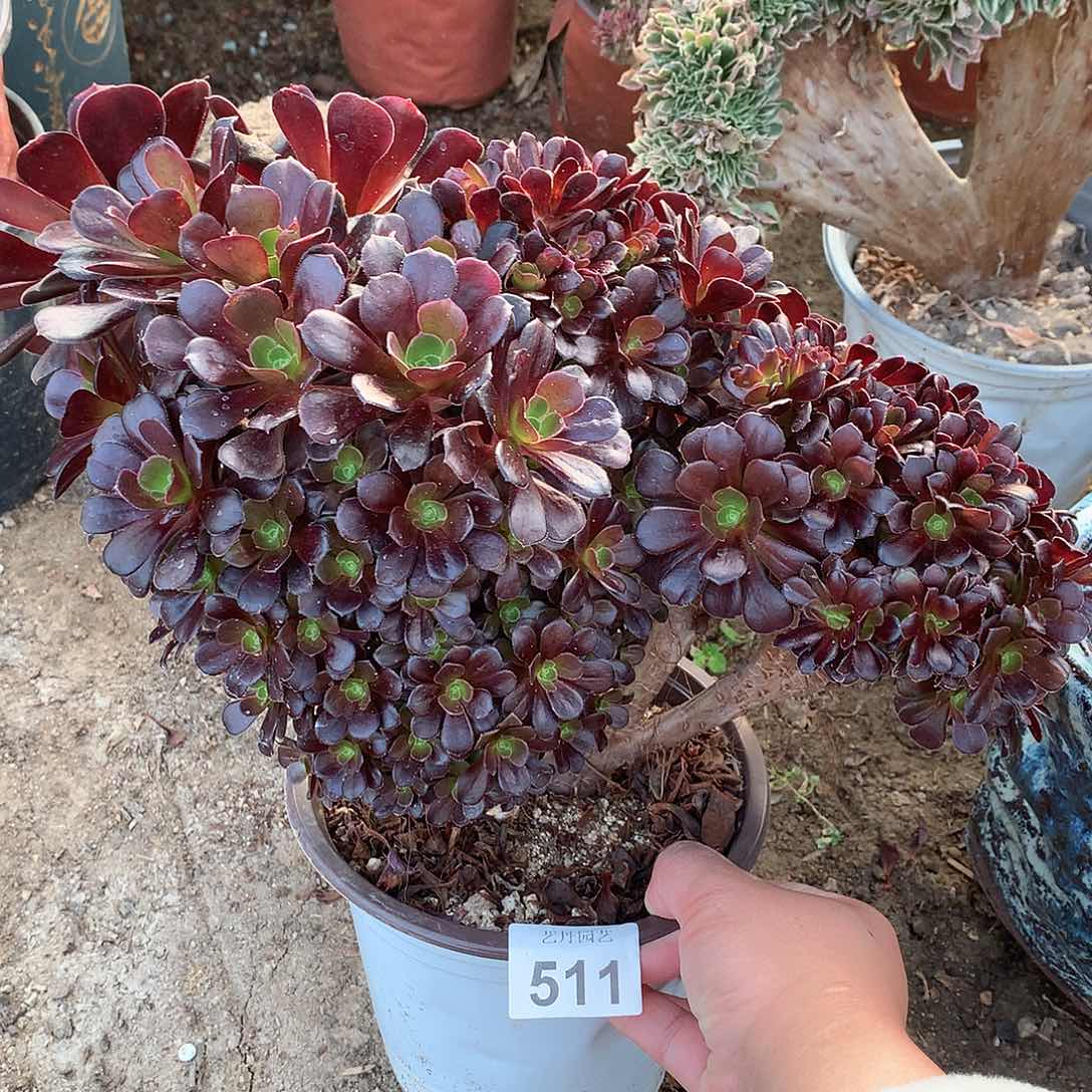 511欧紫朵朵缀化一颗