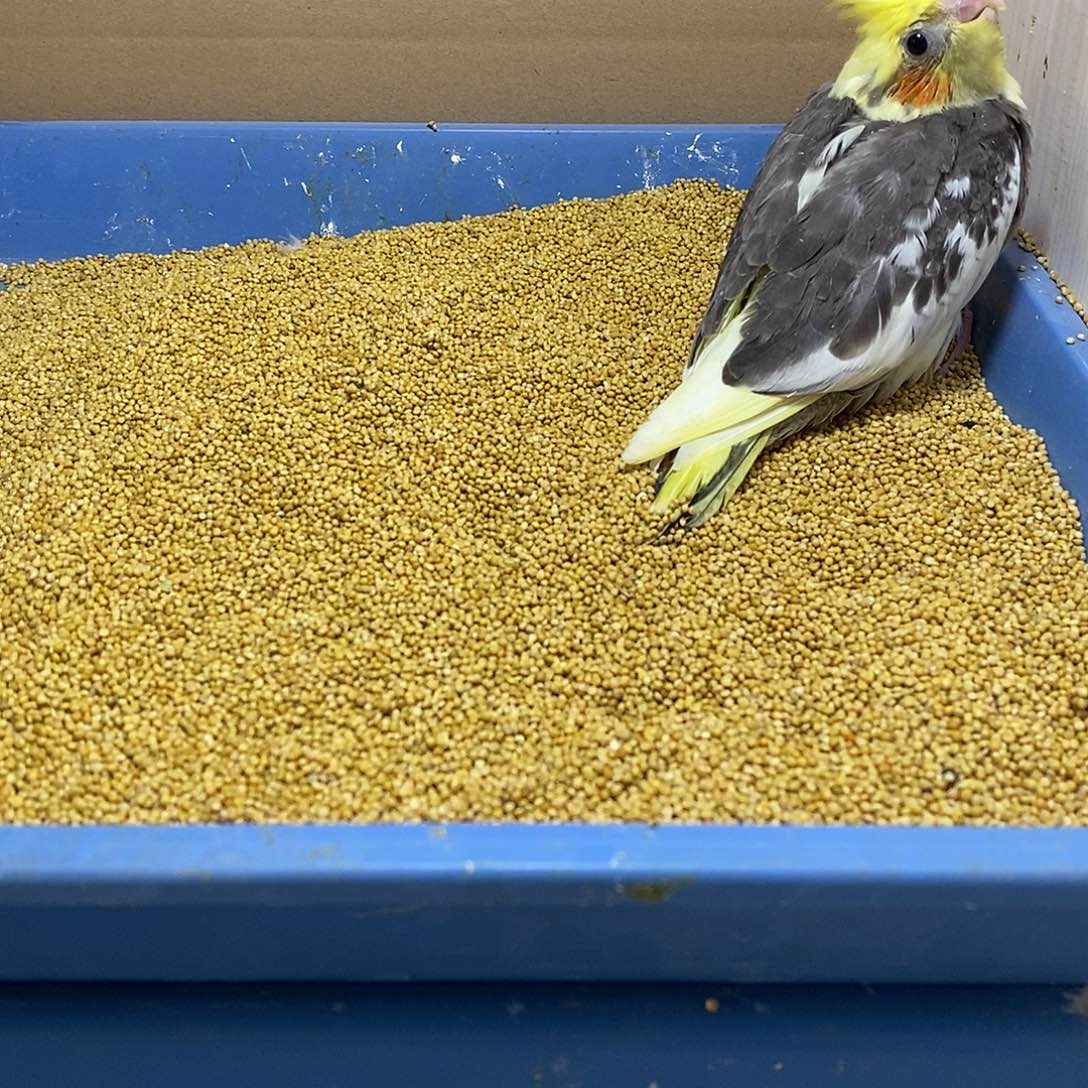 虎皮鹦鹉金头派特