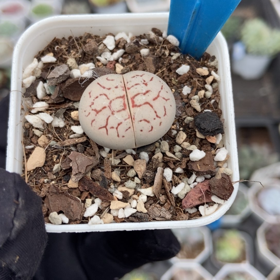 949生石花多肉植物