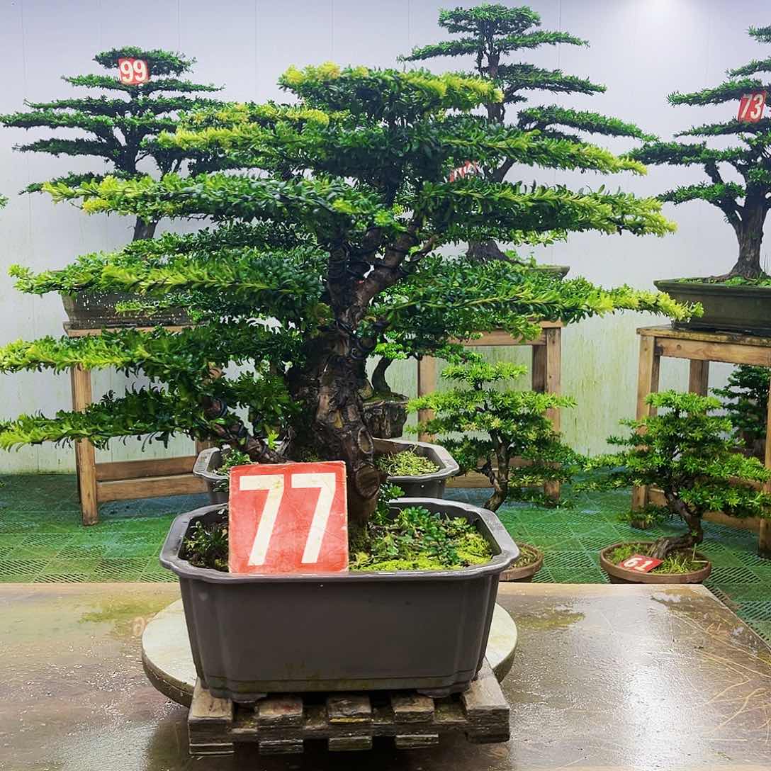 完全开放罗汉松盆景艺术