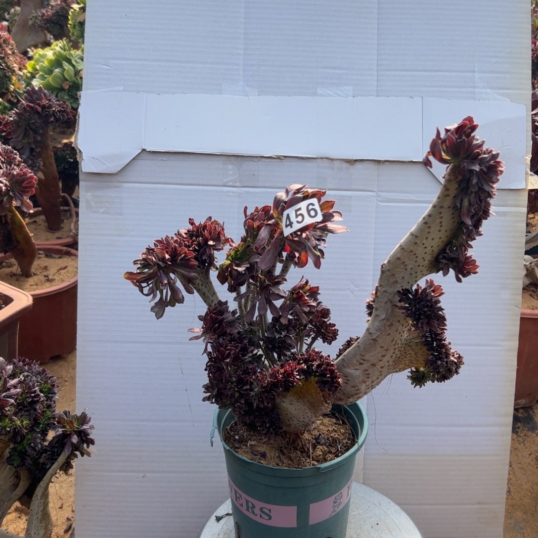 有伤黑缀456高35