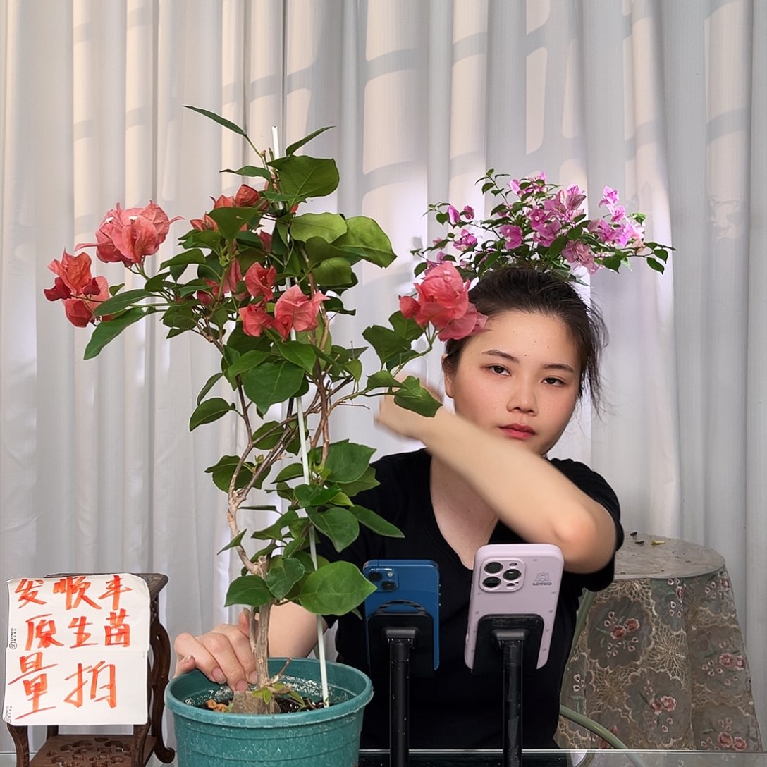 当前无花栽培后可以开花不甜西瓜带竹一颗