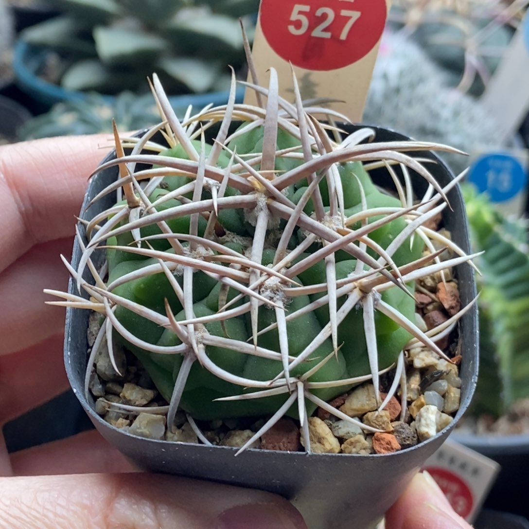 实生五十铃玉豪刺碧岩玉5.1cm