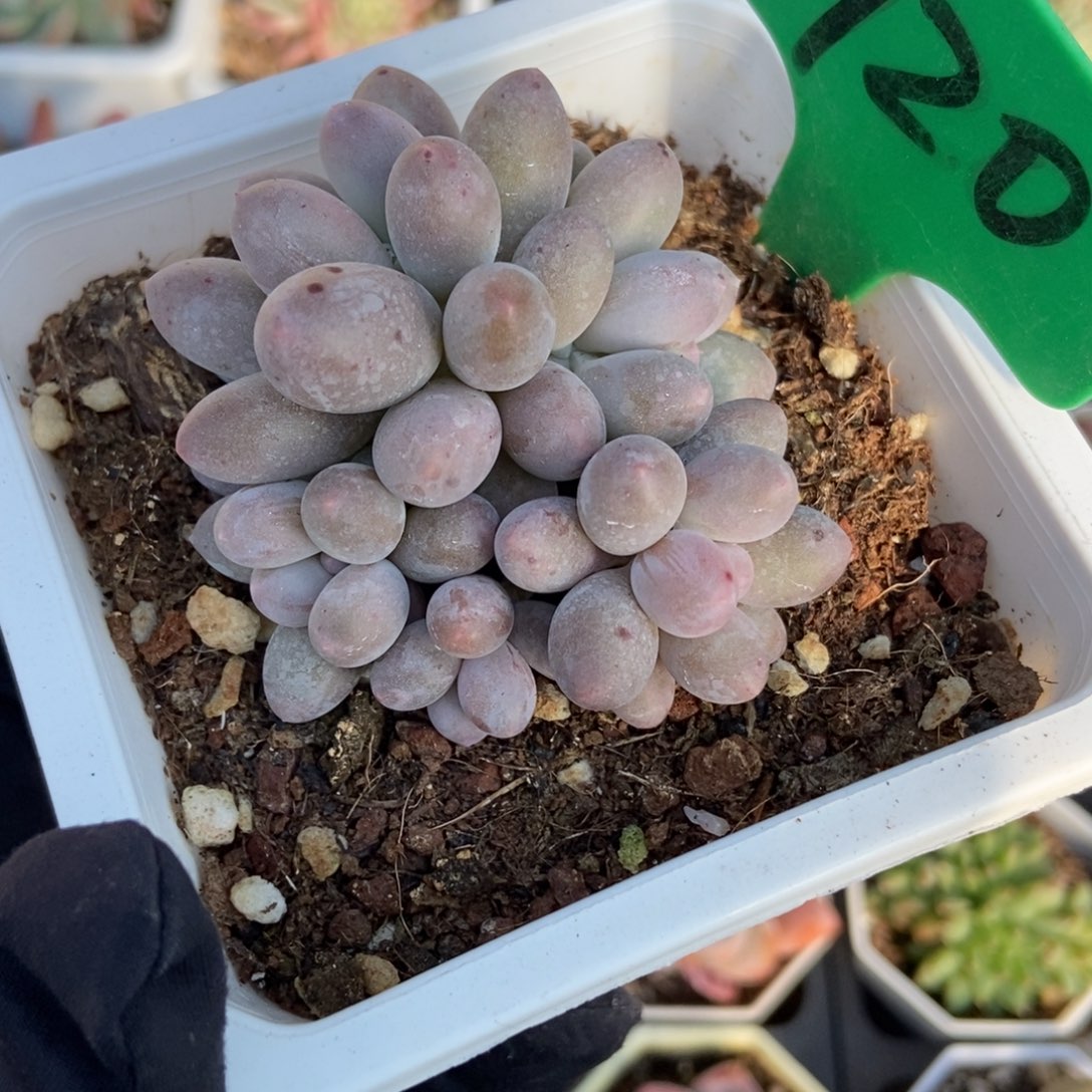920汤圆多肉植物多肉