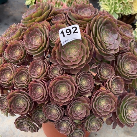 192沙拉碗朵朵40厘米左右多肉