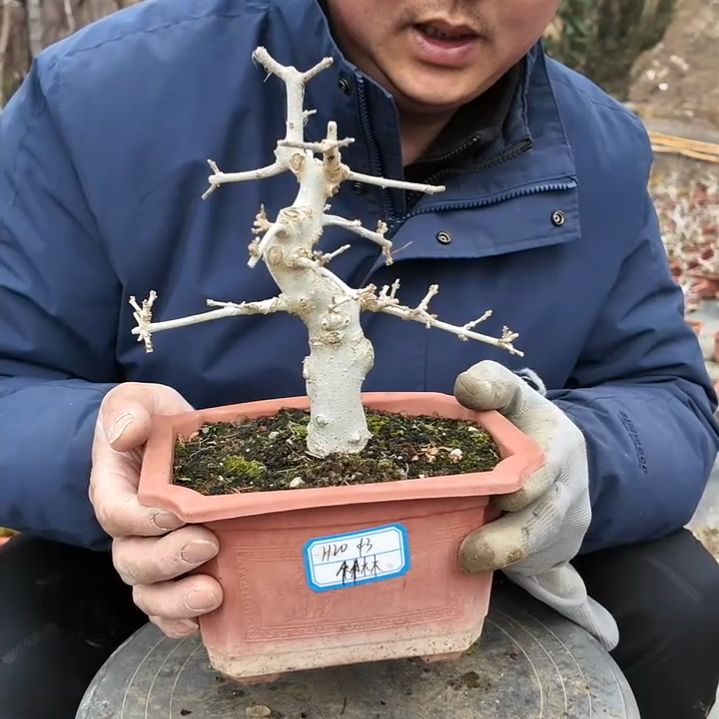 无花朵高20粗3白蜡