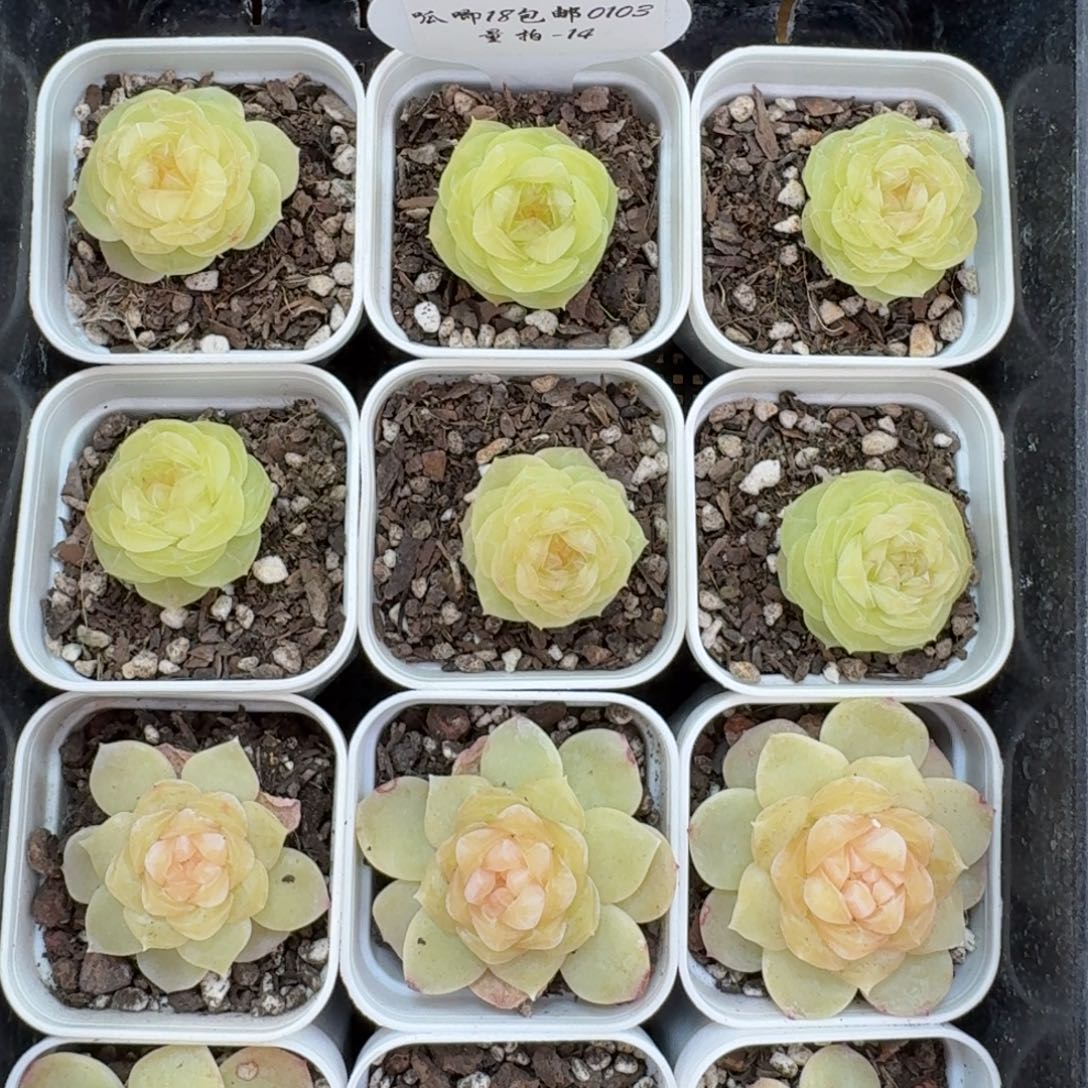 0103-014-素素一颗量拍f