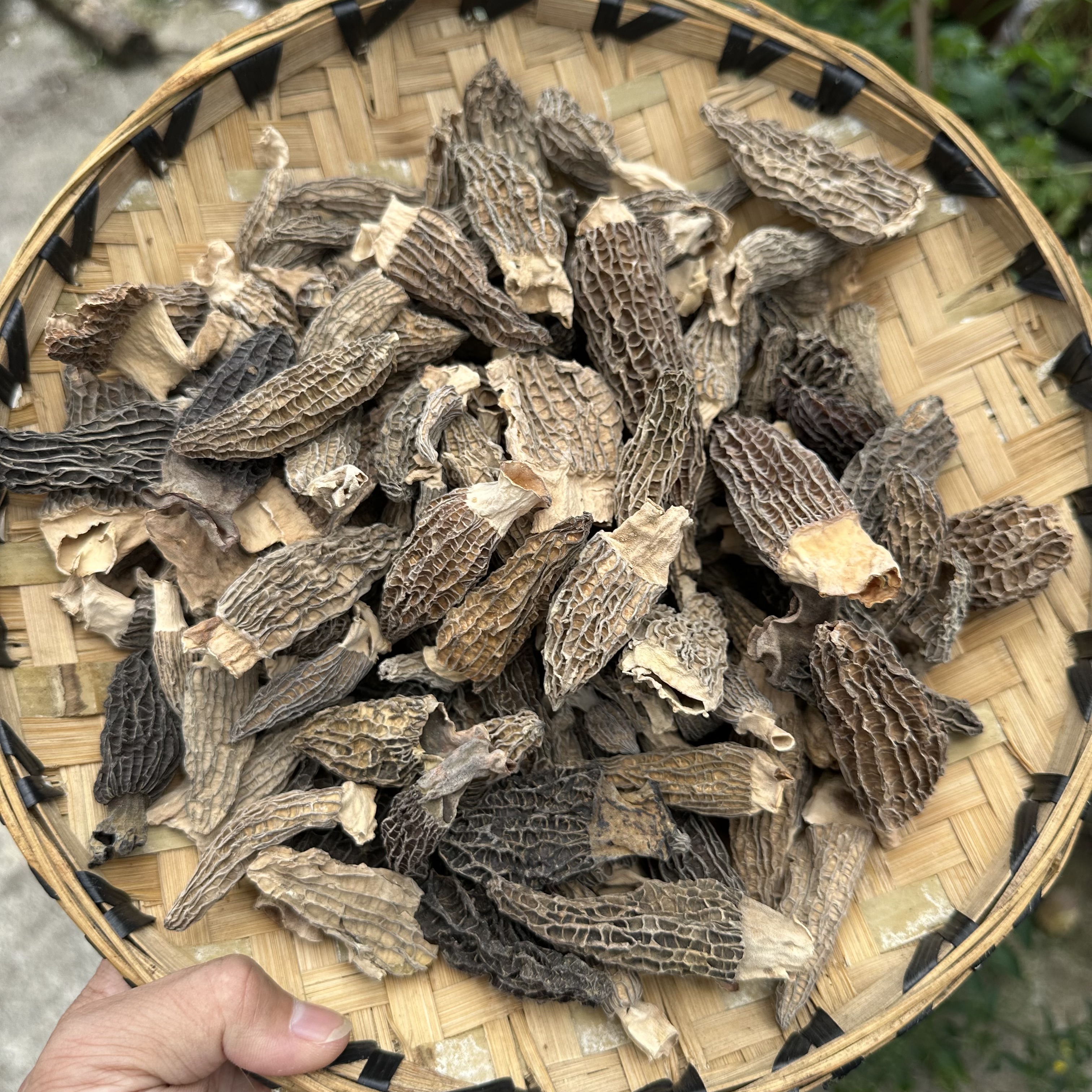 【小松】干羊肚菌-农家代收