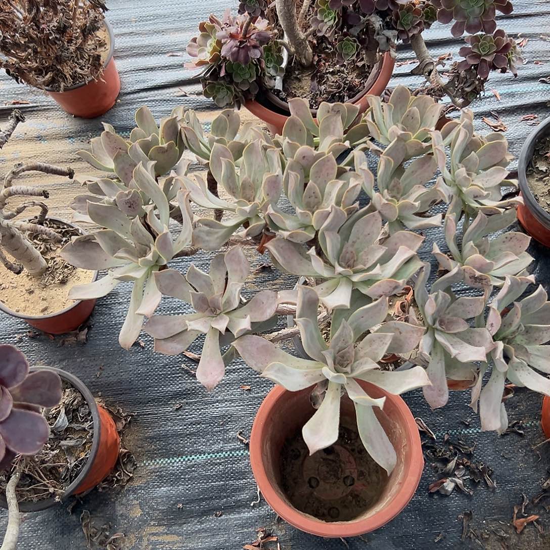 多肉植物粉仙桃老庄