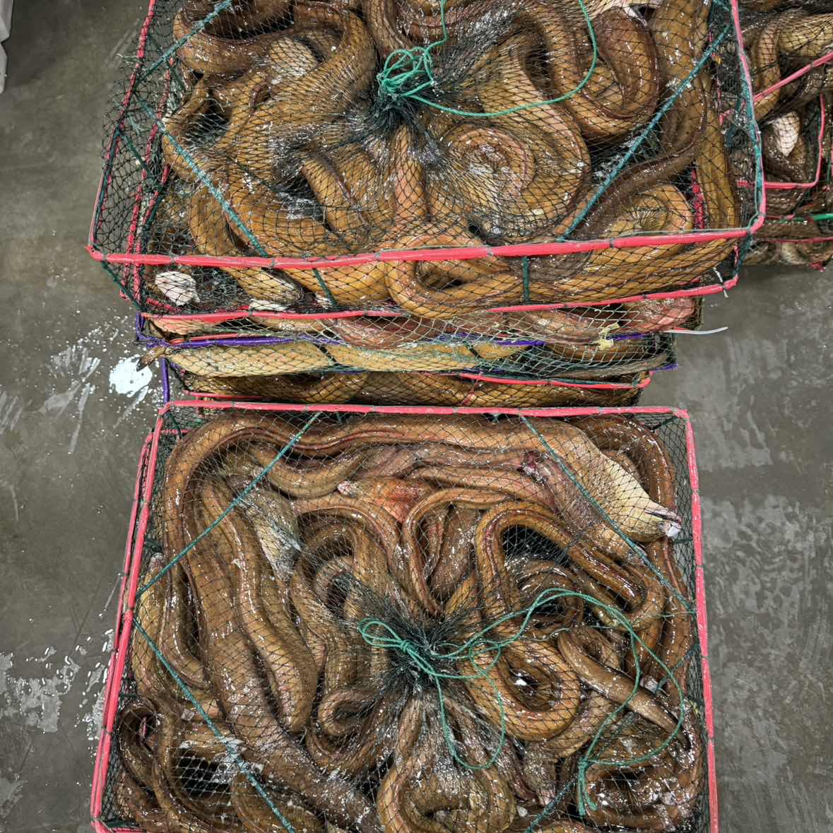 海捕野生血鳗鱼 红鳗 顺丰冷链厦门发货