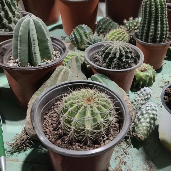 仙人球丽花九阳真火带根带盆