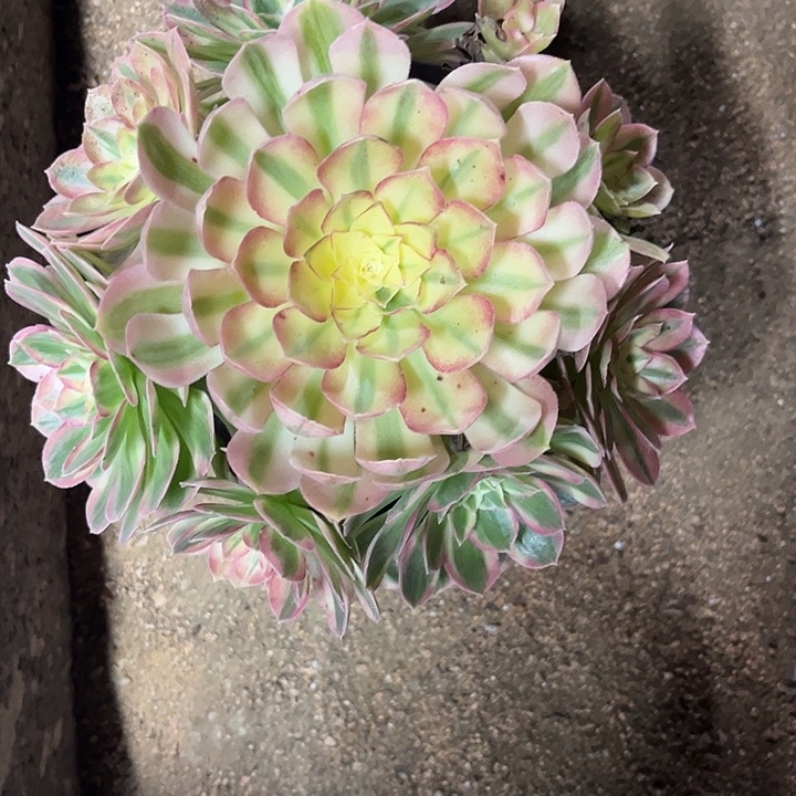 多肉植物玉资锦！……