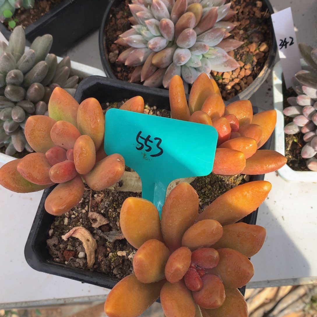 芒果奶uwuuquqwuuwwuwu