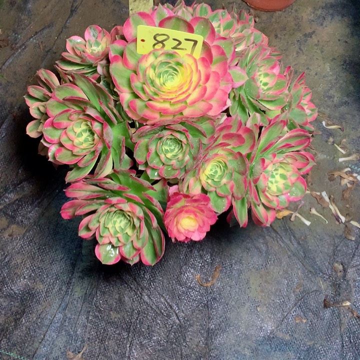 827海王多肉111111