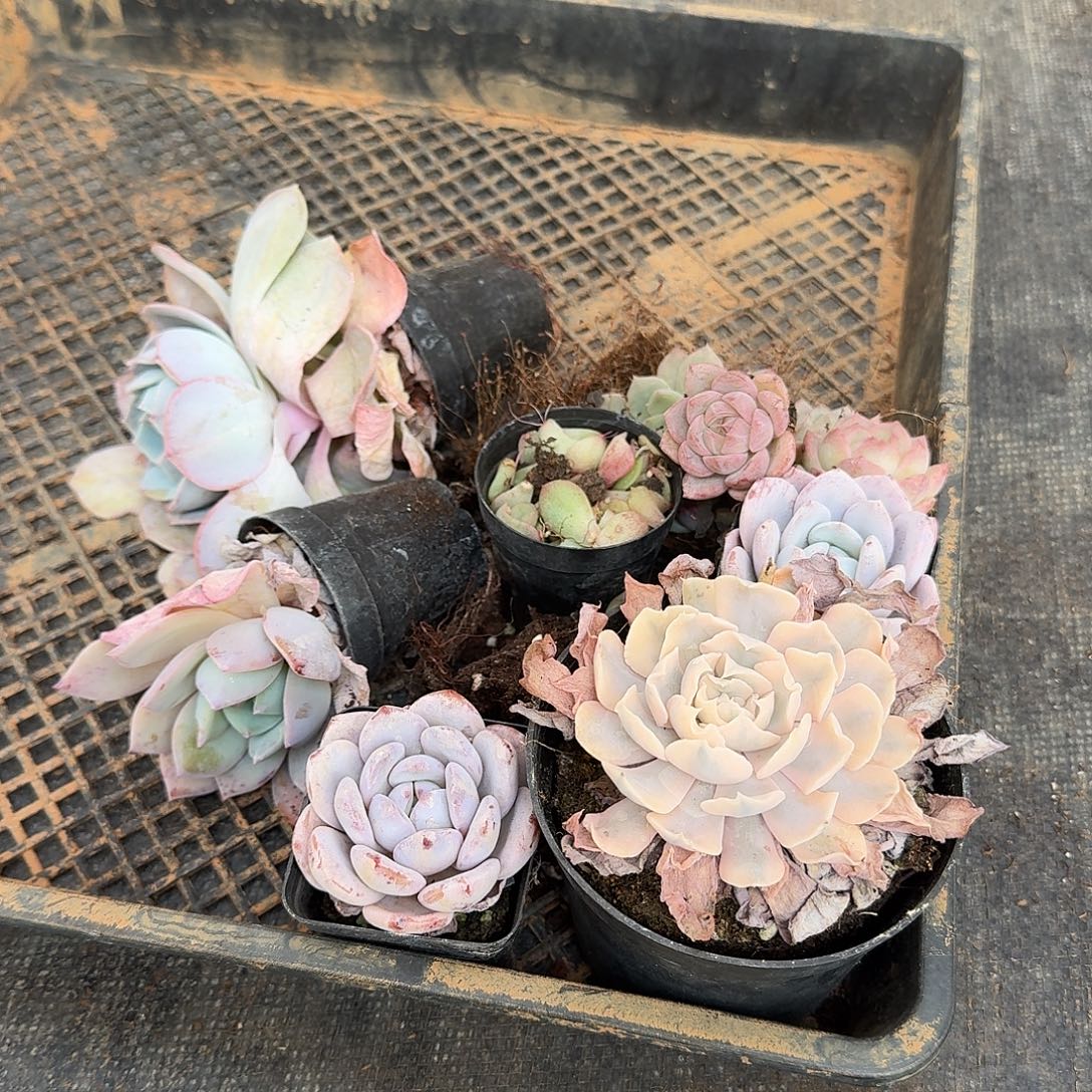 下播福利一份量拍2-54左五