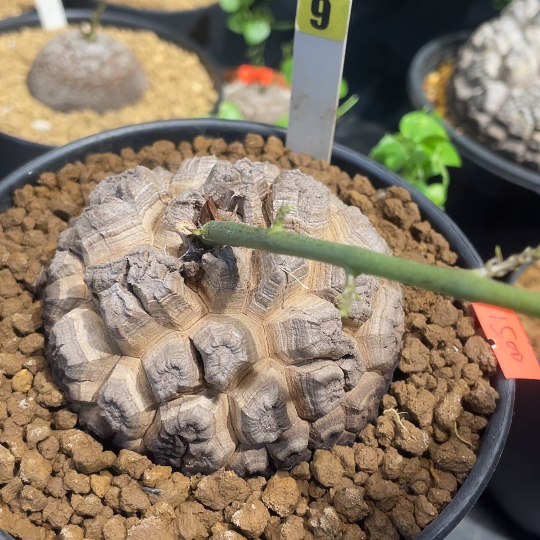 日系9号龟甲龙不退不换