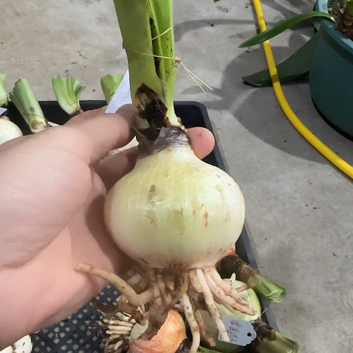 紫纹6cm，裸球发货