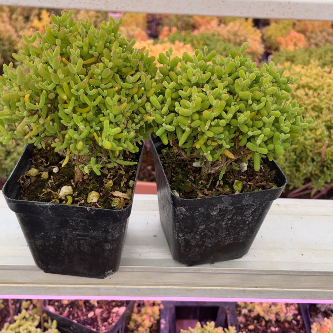 星*瓶蜜桔金桔。                