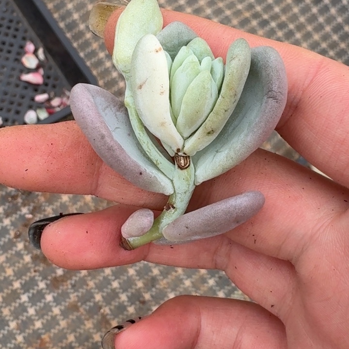 花剑一物一拍好看