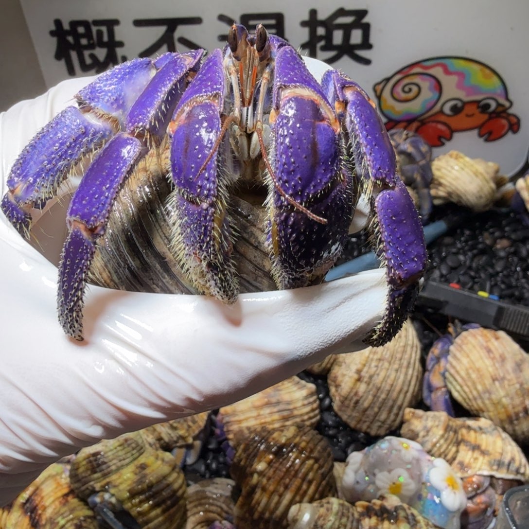 3.8口通体电光紫色