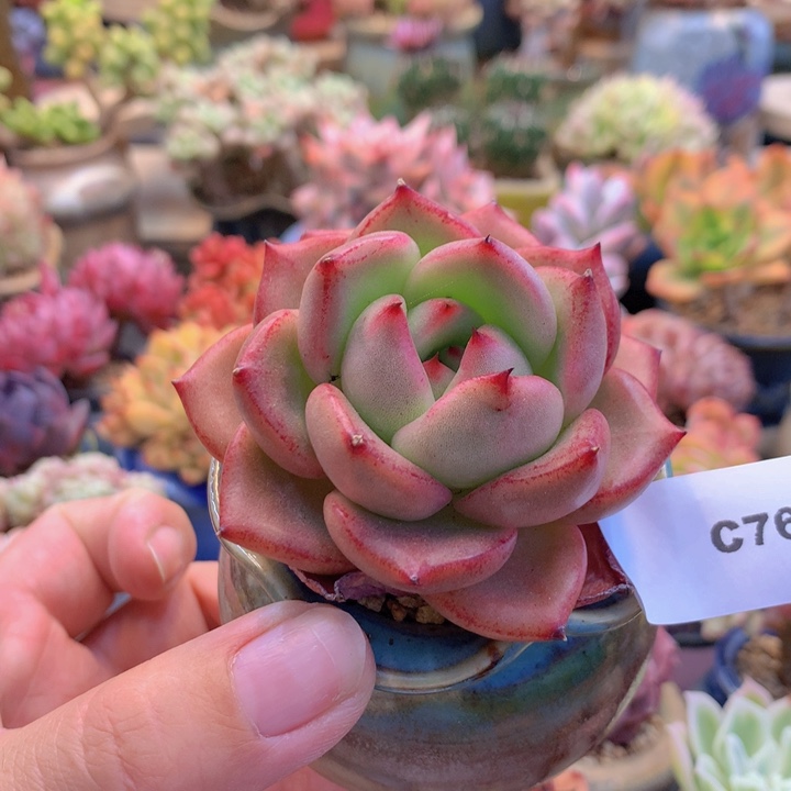 一物一拍含盆土满38包邮C763