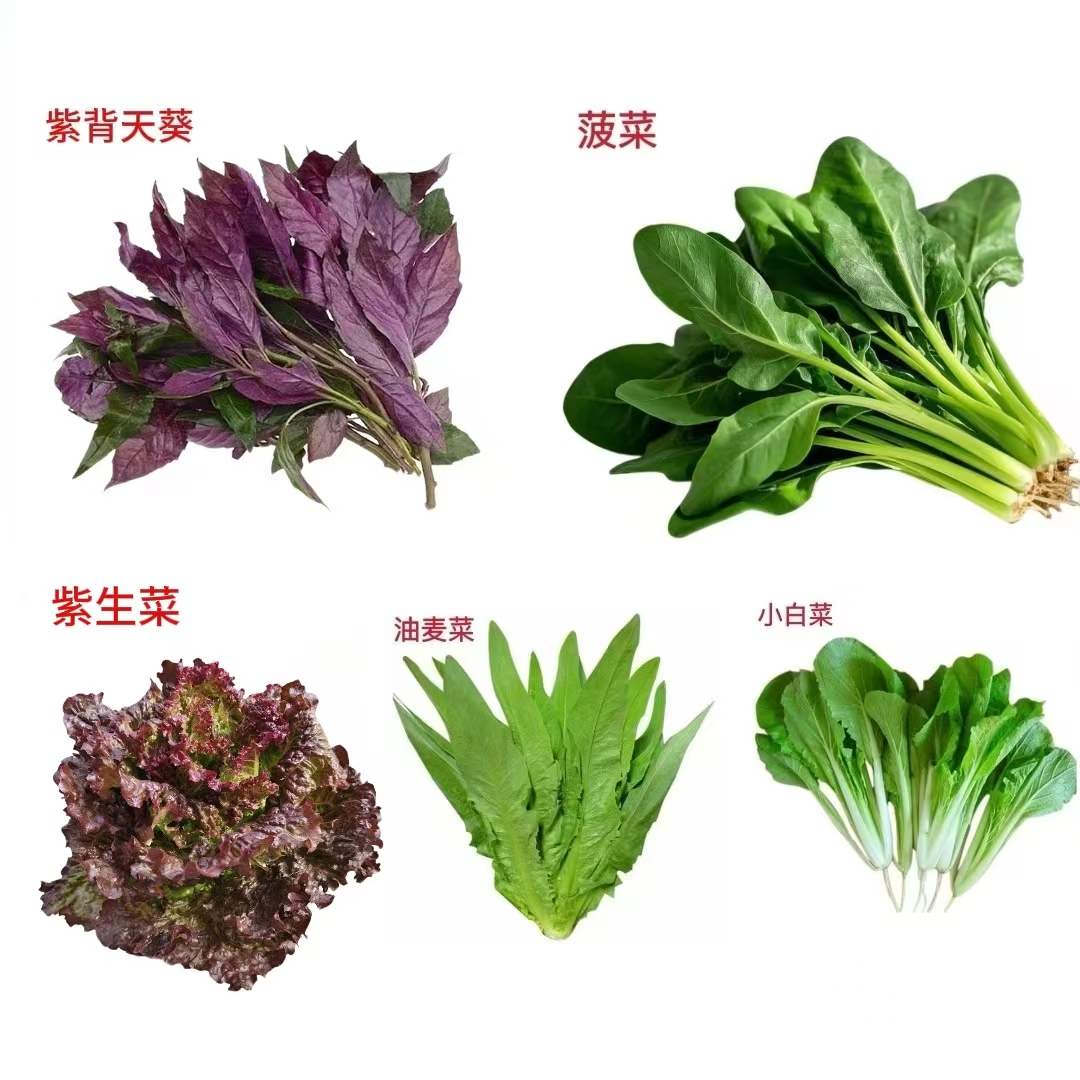 5种火锅菜组合健康美味生态种植