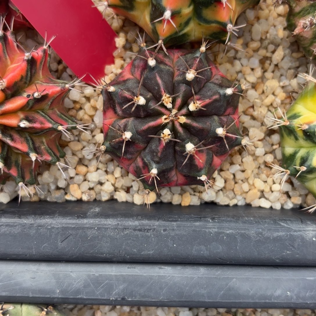 L508-1205泰国发货 秋天