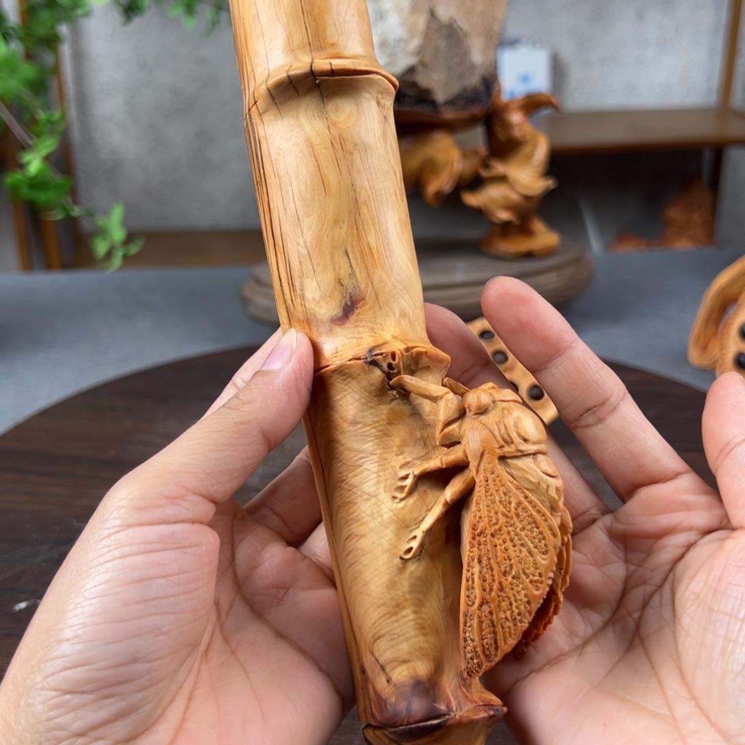 柏木（崖柏）崖柏太行山脉