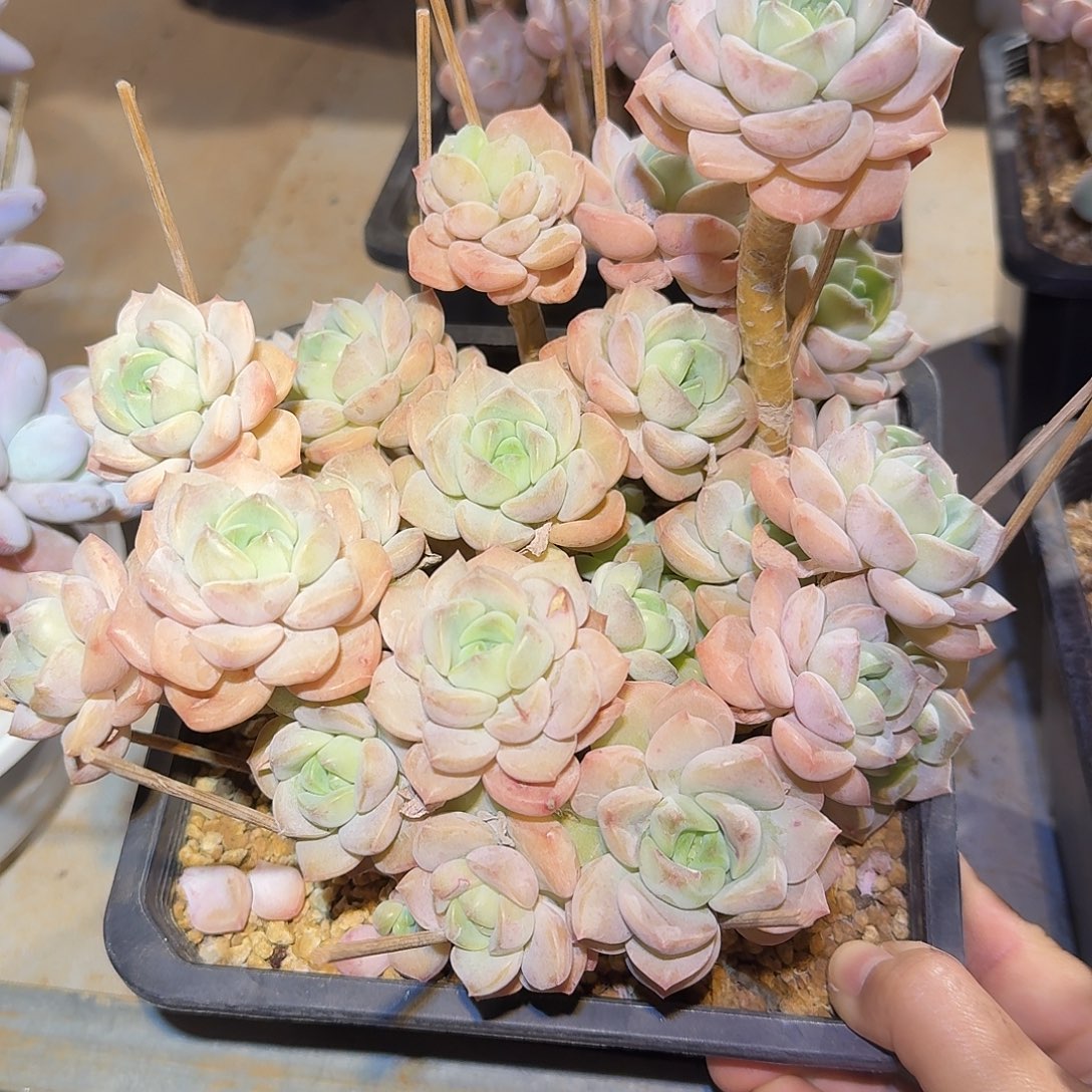 麦芽糖整无砍老桩群生