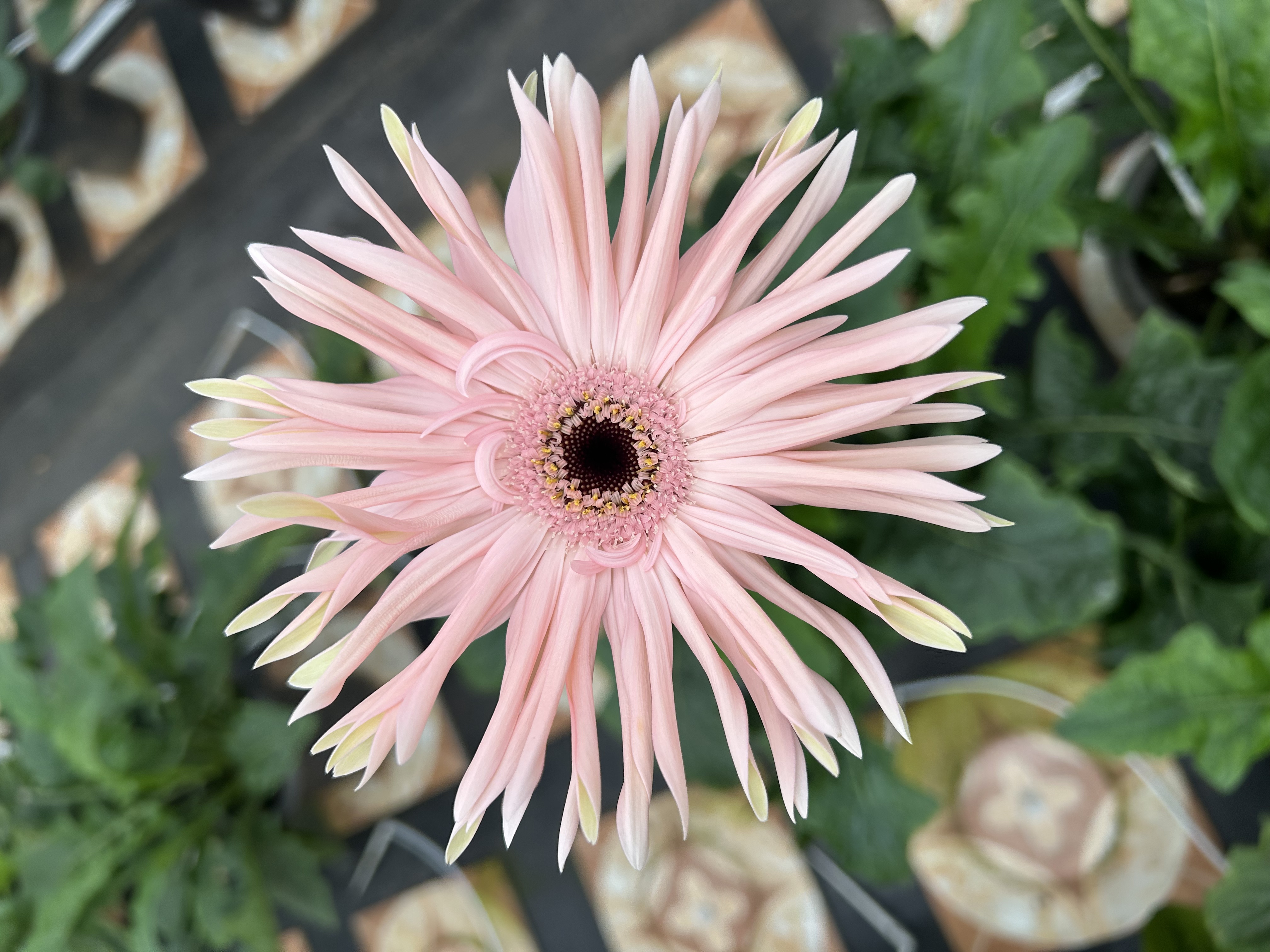 （稻城）高杆非洲菊四季开花多年生宿根苗花卉地栽盆栽阳台庭院室外