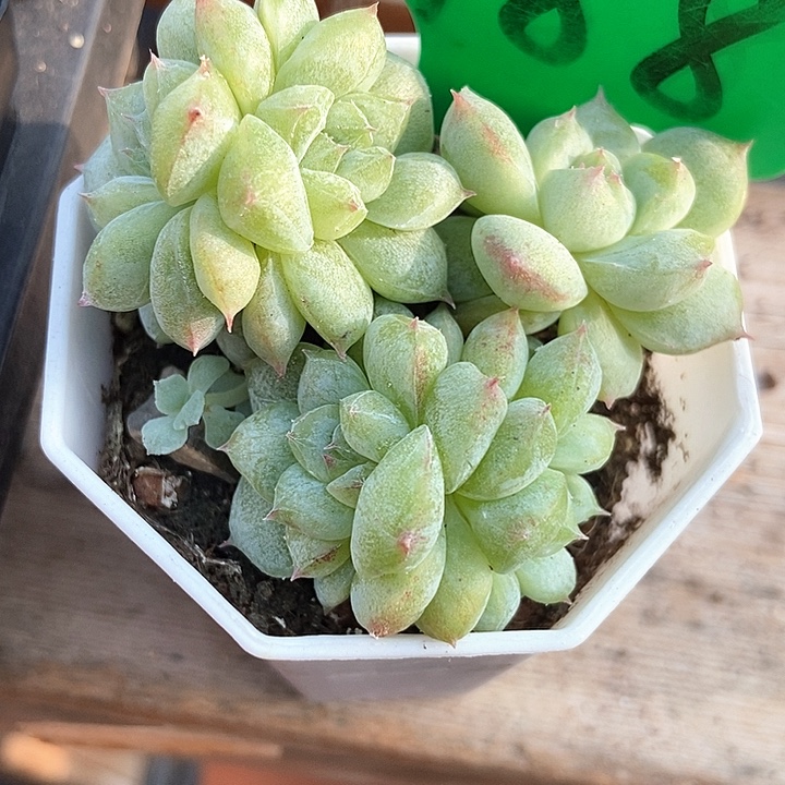 多肉植物甜心石化988