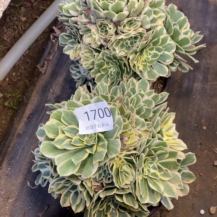 两盆多肉断头不包1700