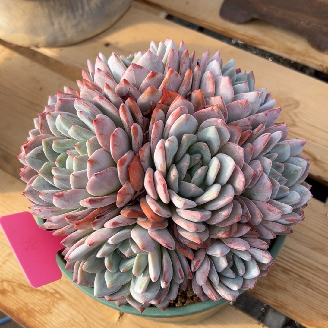 宽***厅遇见多肉园艺小小星影