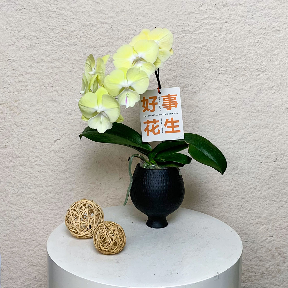【星月】欧州鲜花蝴蝶兰 大花舌奶黄色系 丰花型高端桌面花卉盆栽
