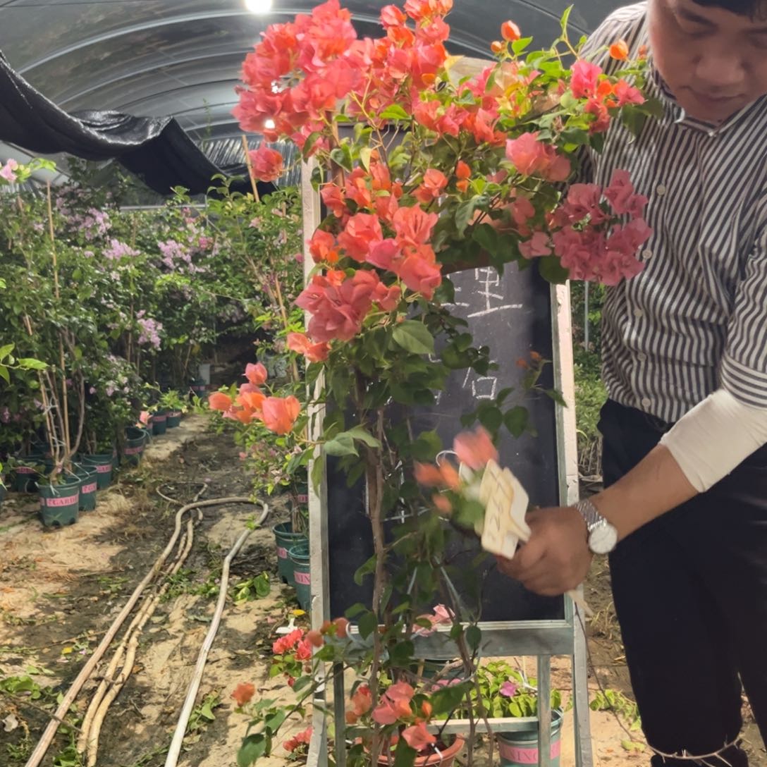 无花朵三角梅三角梅34