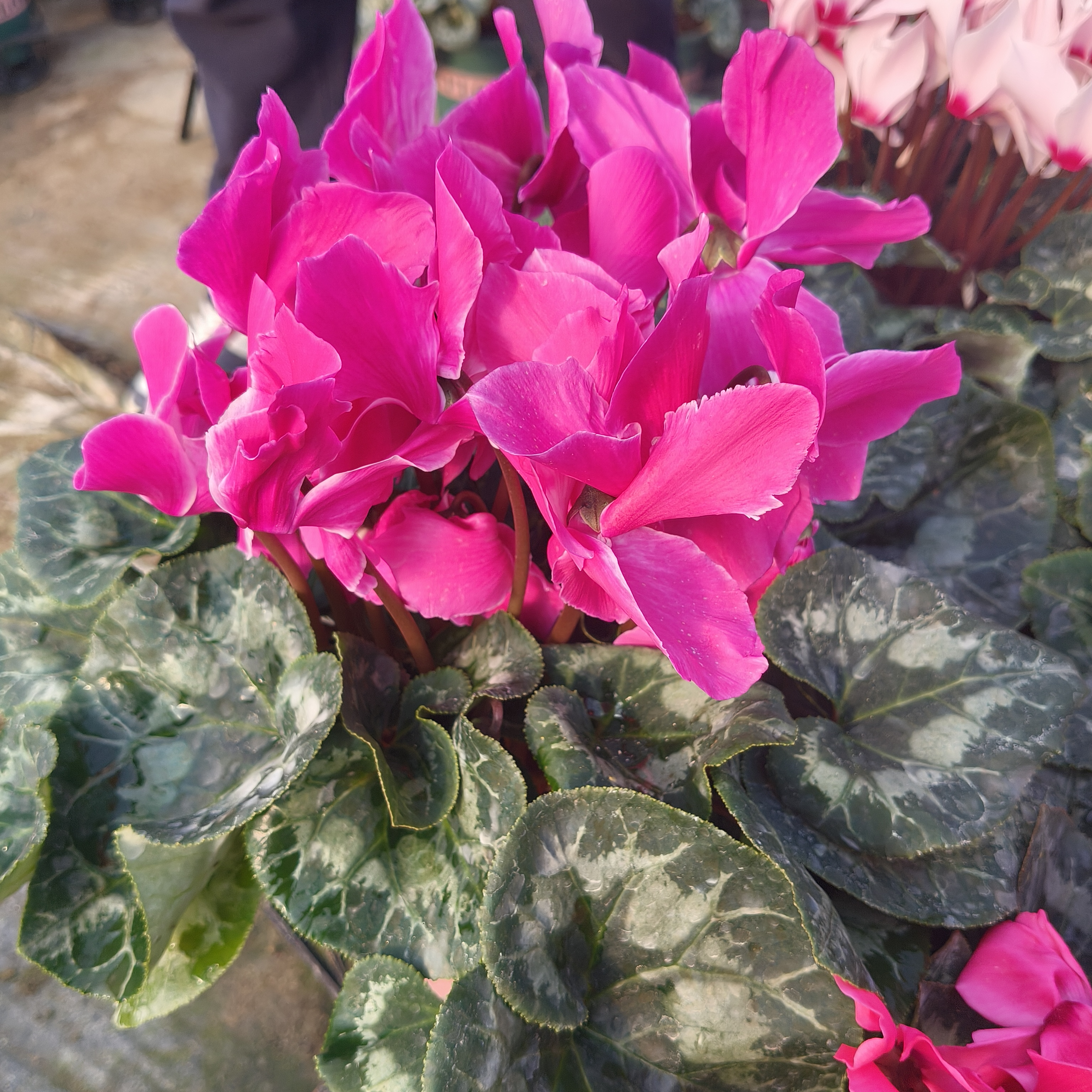 带花苞海棠红仙客来，四季开花，花量大好养活